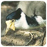 Lapwing