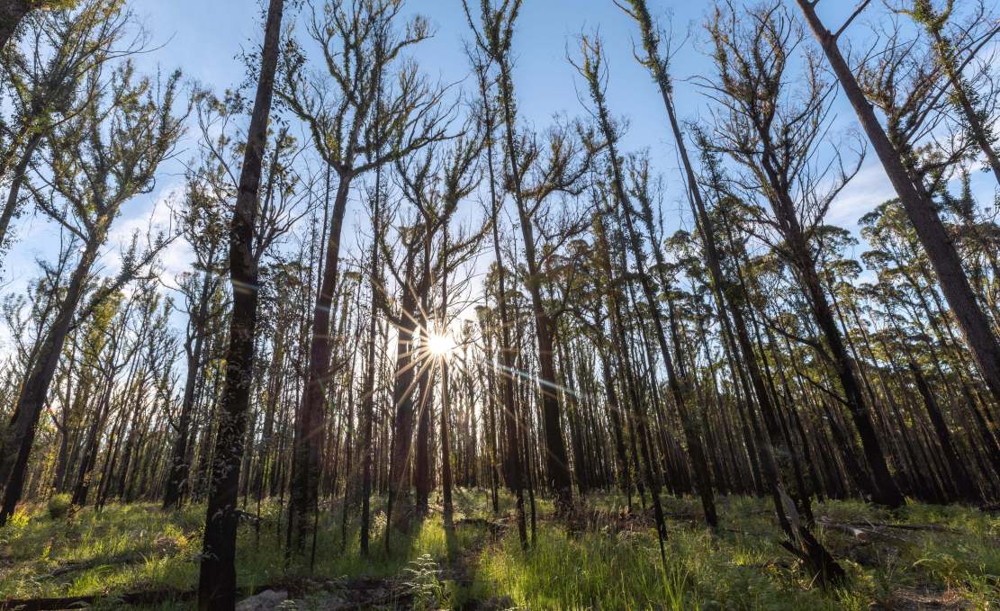 Helping species fight back after fires