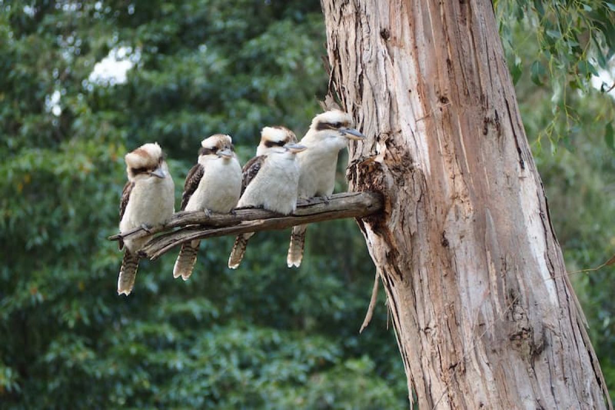 Photo of 4 kookaburras on a branch
