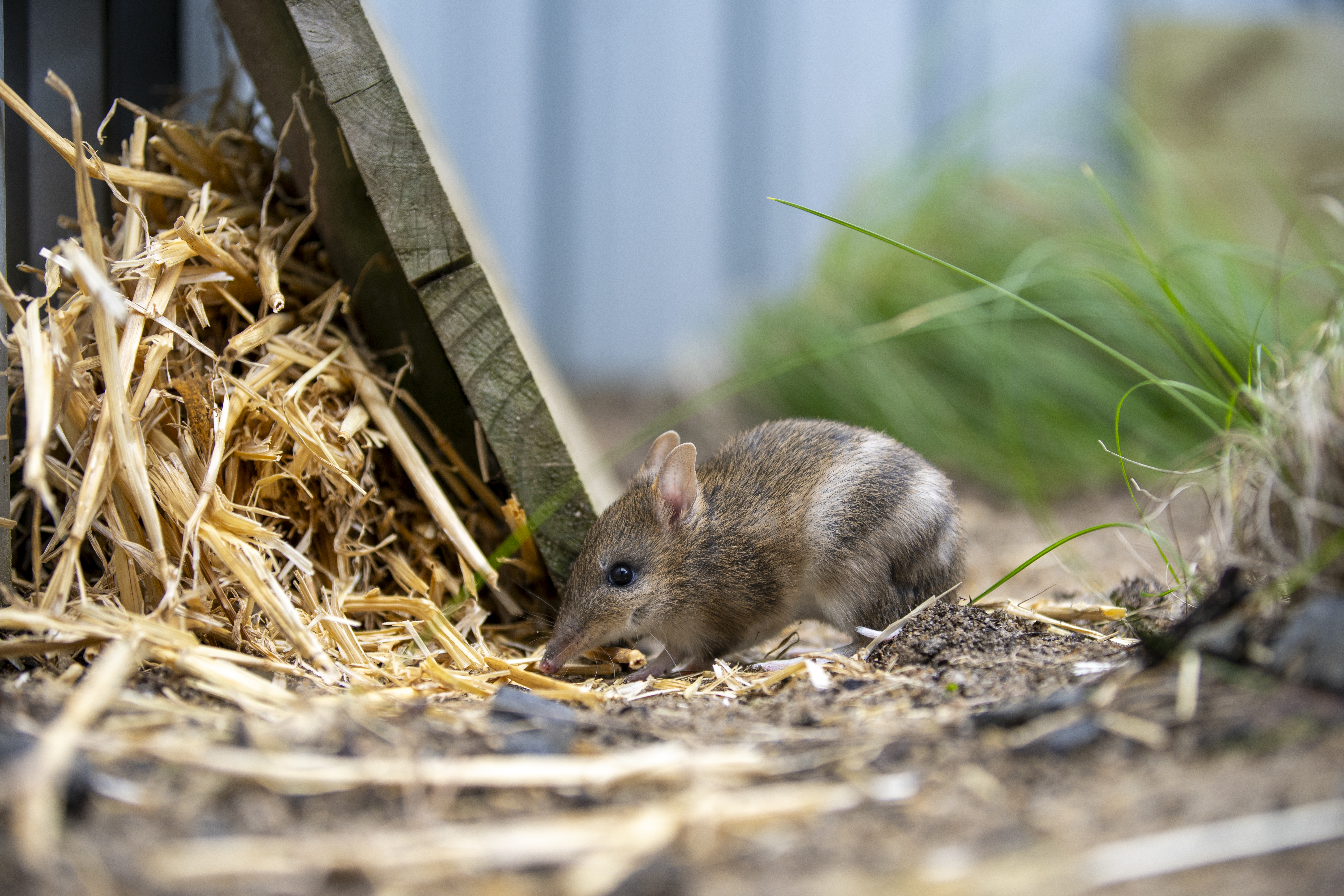 Eastern barred bandicoot joey at the wildlife clinic on Phillip Island (Millowl)