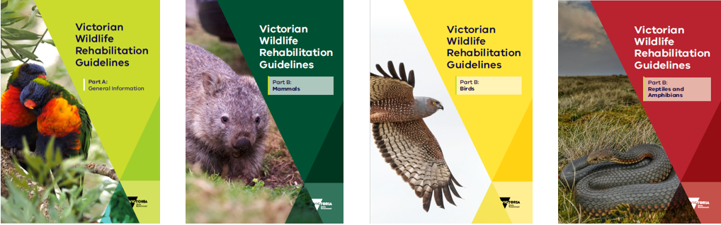Front covers of the four Victorian Rehabilitation Guidelines depicting Part A general information green cover with rainbow lorikeets, part b mammals dark green cover with wombat image, part b birds with bird of prey photo and part b reptiles and amphibians with snake image 