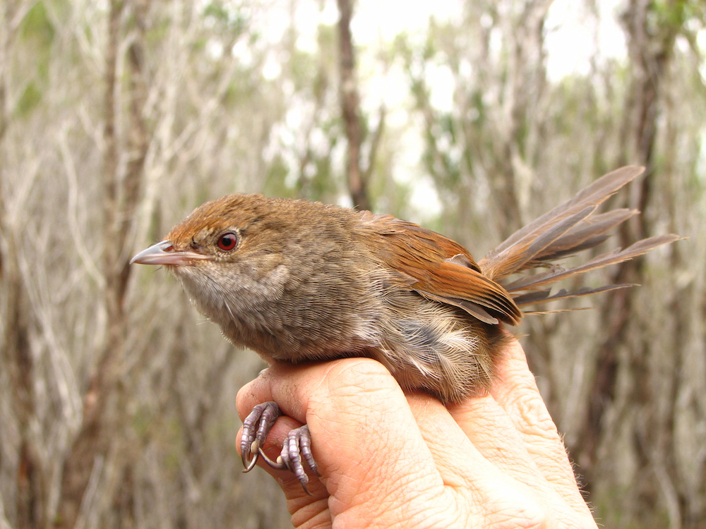 Eastern bristlebird in natural coastal habitat