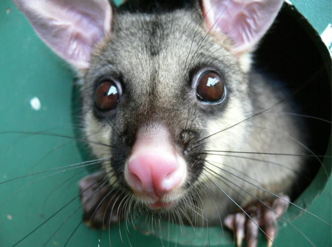 Up close common brushtail possum 