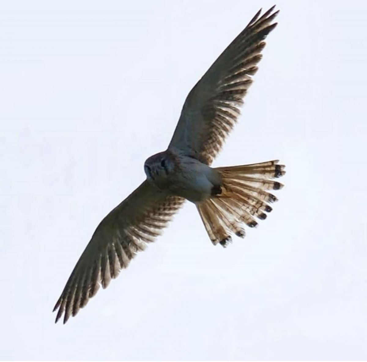 Nankeen kestrel in flight