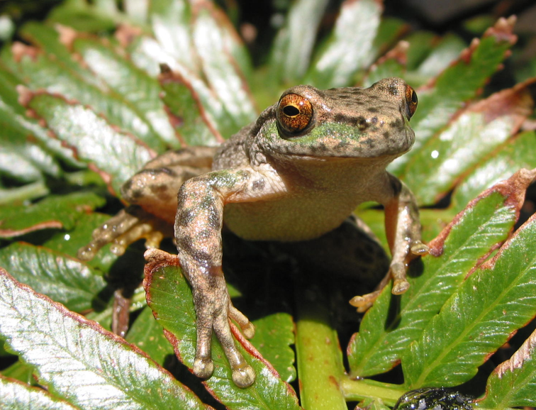 Spotted Tree Frog