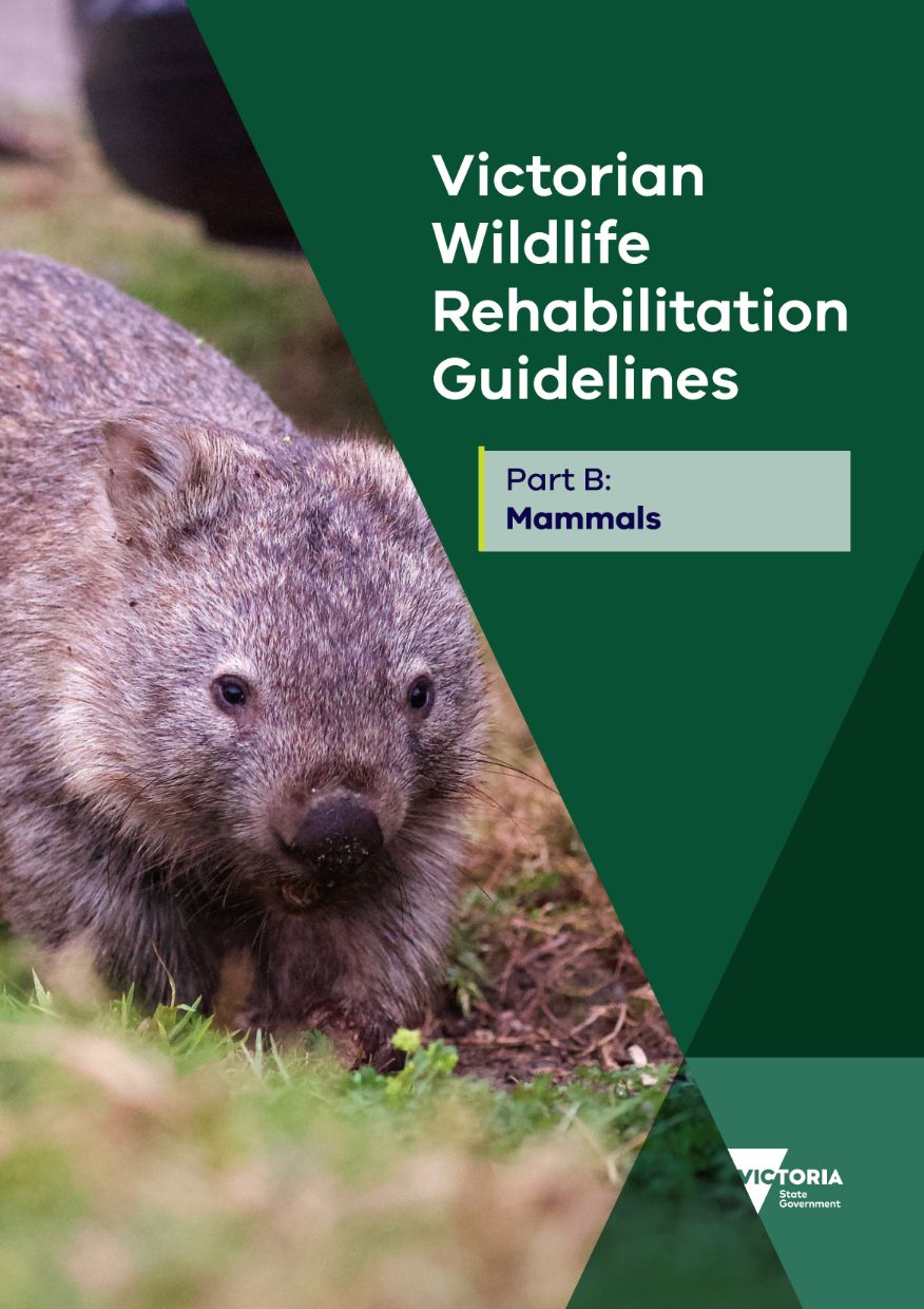 wombat on the cover of Victorian Wildlife Rehabilitation Guidelines 