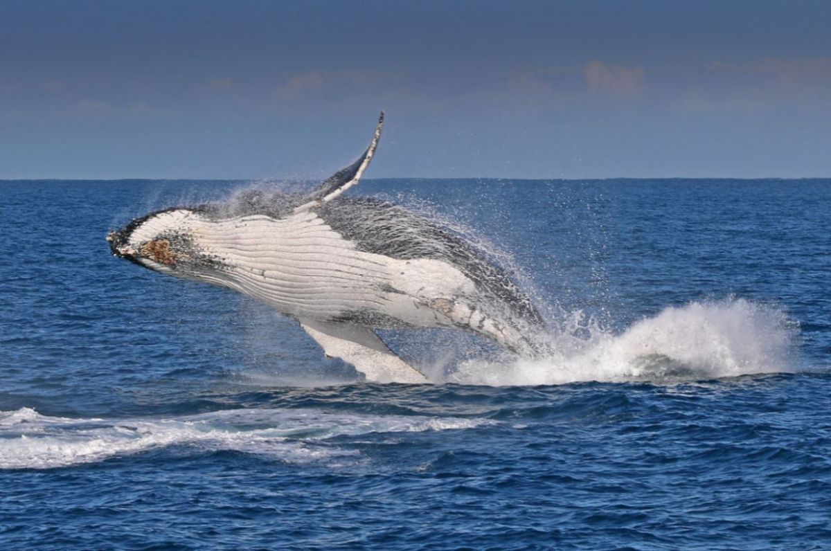 Humpback whale breaching from the water