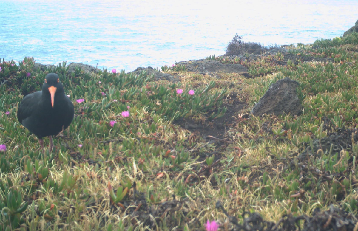 Sooty Oystercatcher