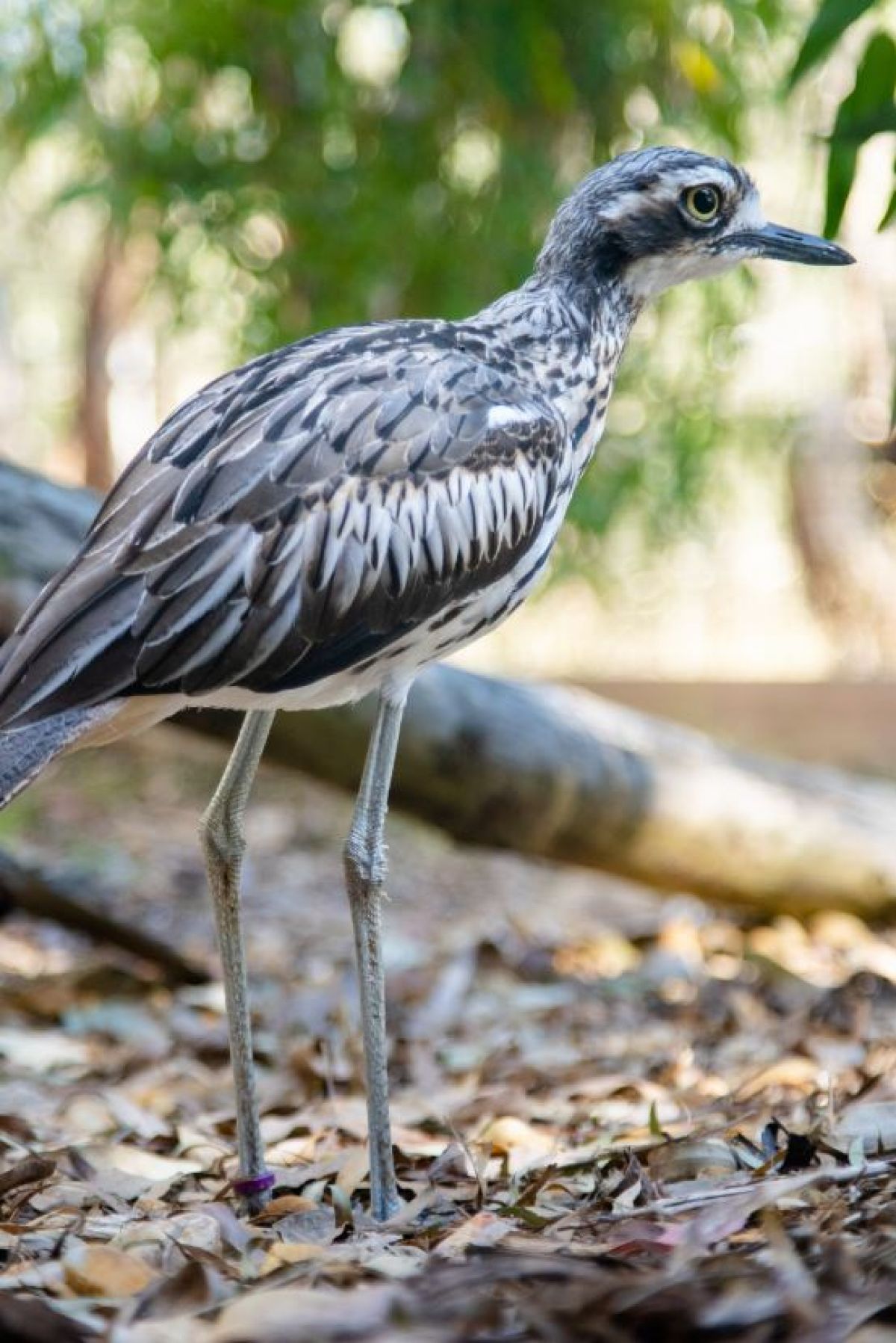 Bush-stone curlew at the Koala Conservation Reserve on Phillip Island (Millowl)