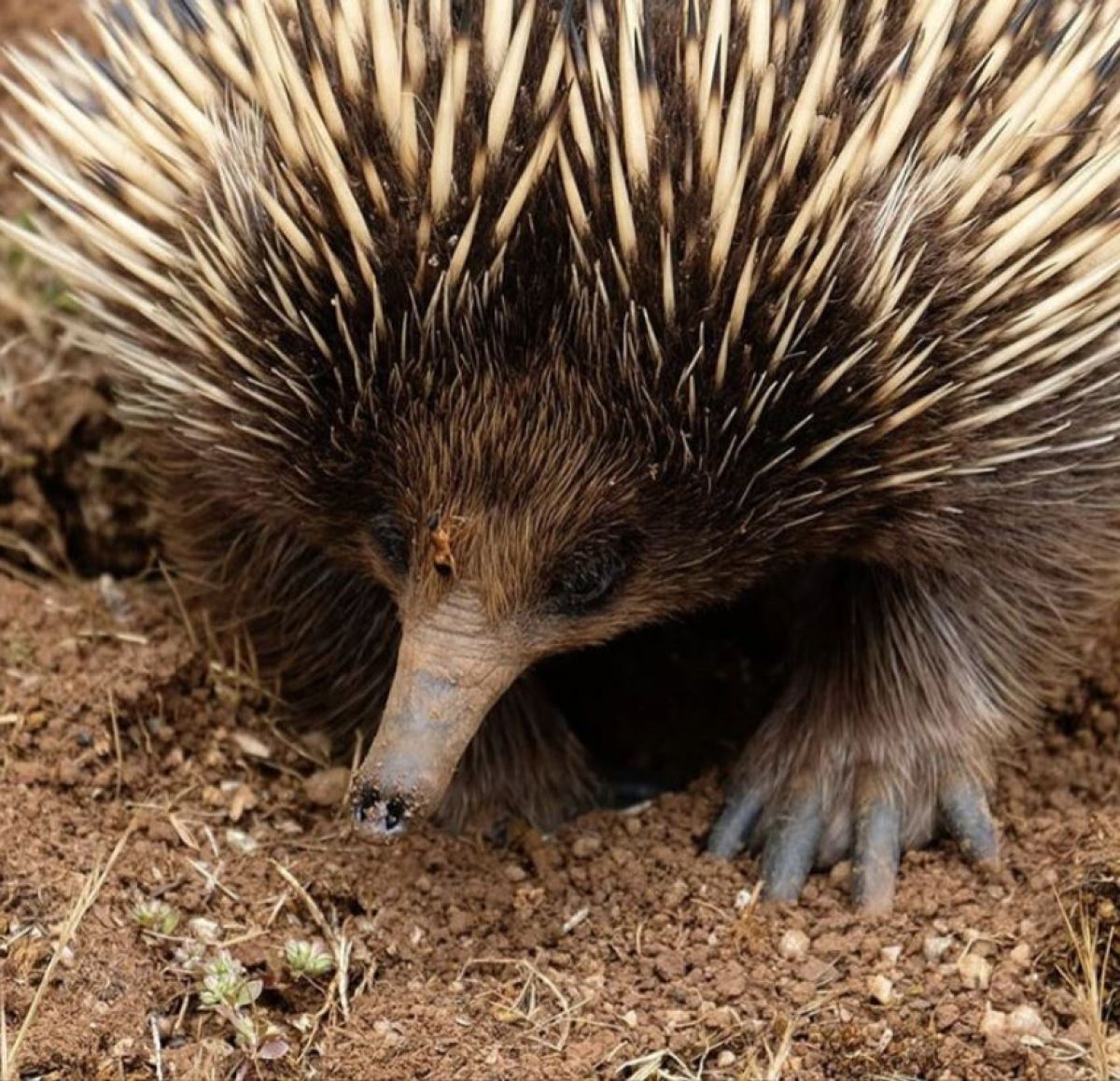 Close up of an echidna