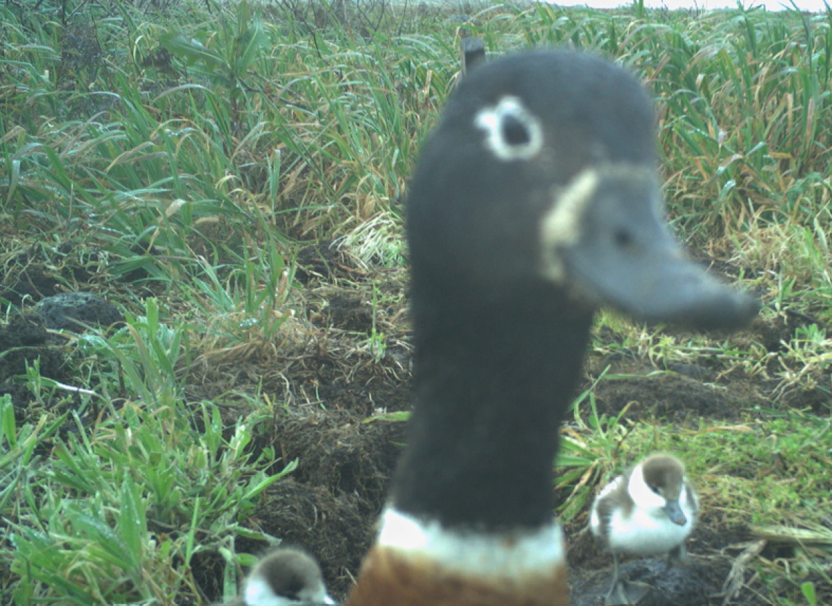 Australian Shelduck