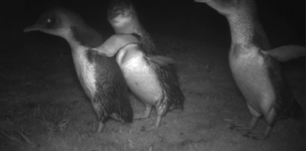 Little penguins at night
