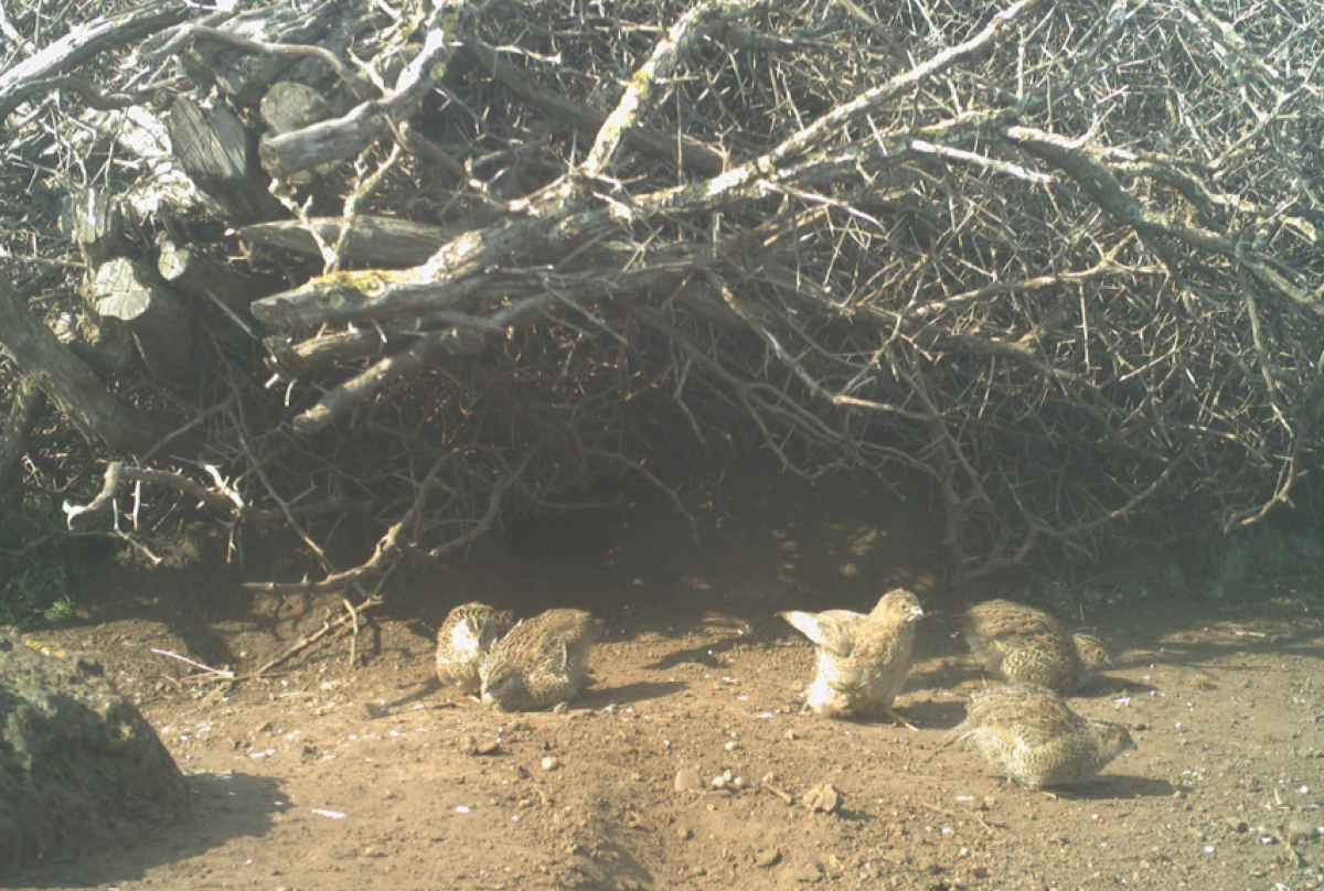 Brown quail 